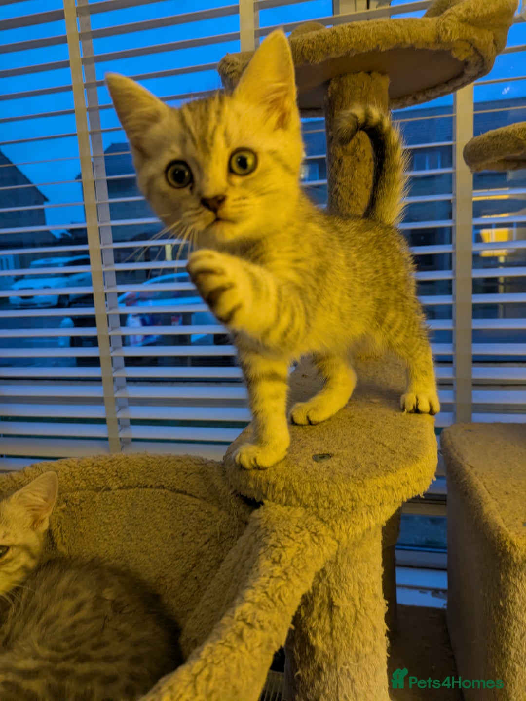 Mixed Breed cats for sale:  Beautiful British Shorthair Cross Ragdoll kittens - Advert 6