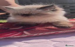 Persian cats for sale: Himalayan Persian kittens - Image 12