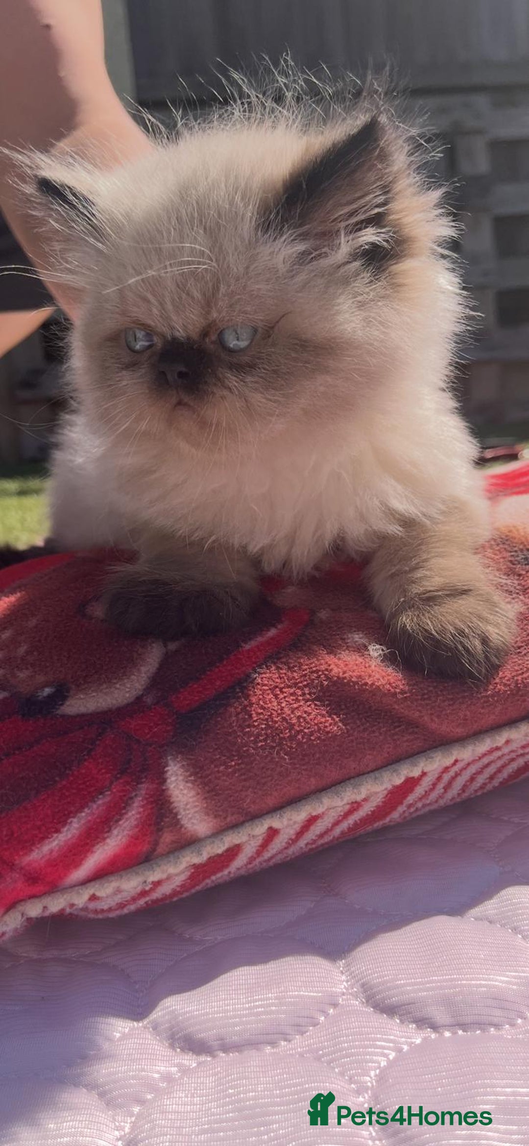 Persian cats for sale: Himalayan Persian kittens - Image 12