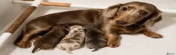 Miniature Dachshund dogs for sale: Beautiful Long-Haired Miniature Dachshund Puppies  - Advert 7
