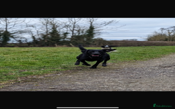 Labrador Retriever dogs for sale: Labrador pups, well-socialised & family raised - Image 20