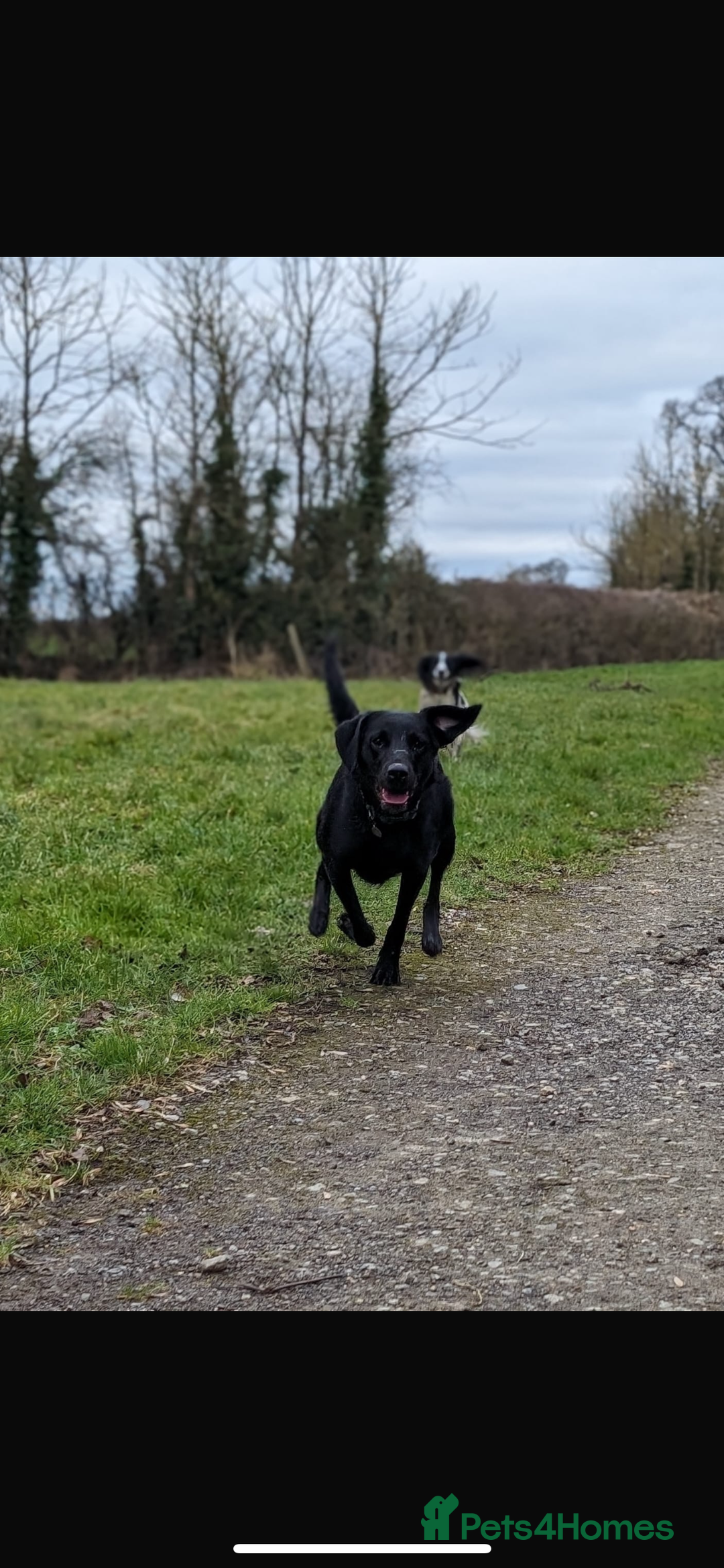 Labrador Retriever dogs for sale: Labrador pups, well-socialised & family raised - Image 20