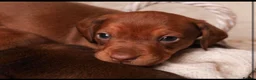 Dachshund dogs for sale: Dachshund choc-based-red puppies available now!! - Advert 14