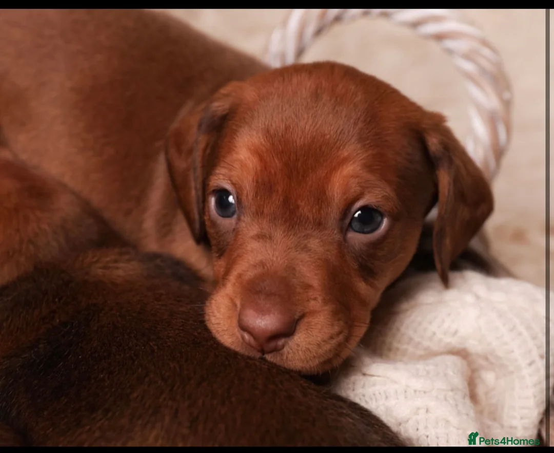Dachshund dogs for sale: Dachshund choc-based-red puppies available now!! - Advert 14