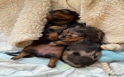 Miniature Dachshund dogs for sale: Family-Raised Miniature Long Haired Doxie Puppies - Image 7