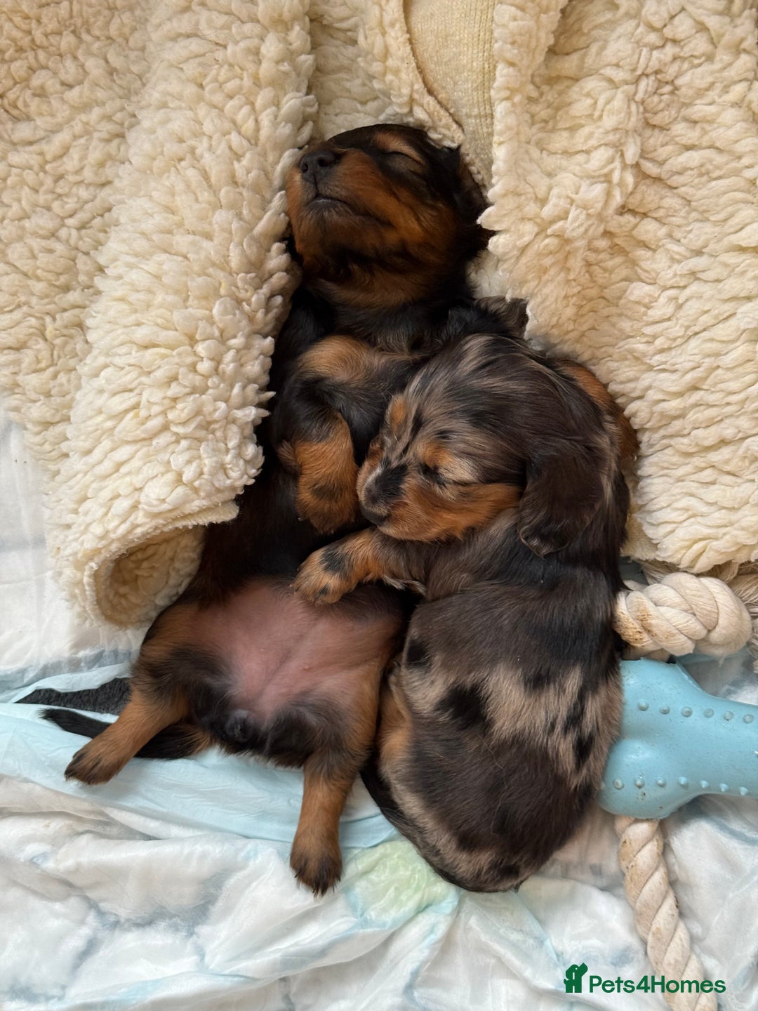Miniature Dachshund dogs for sale: Family-Raised Miniature Long Haired Doxie Puppies - Image 7