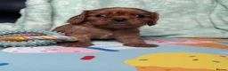 Cavalier King Charles Spaniel dogs for sale: Ruby KC King Charles Cavalier Health Tested  - Advert 19