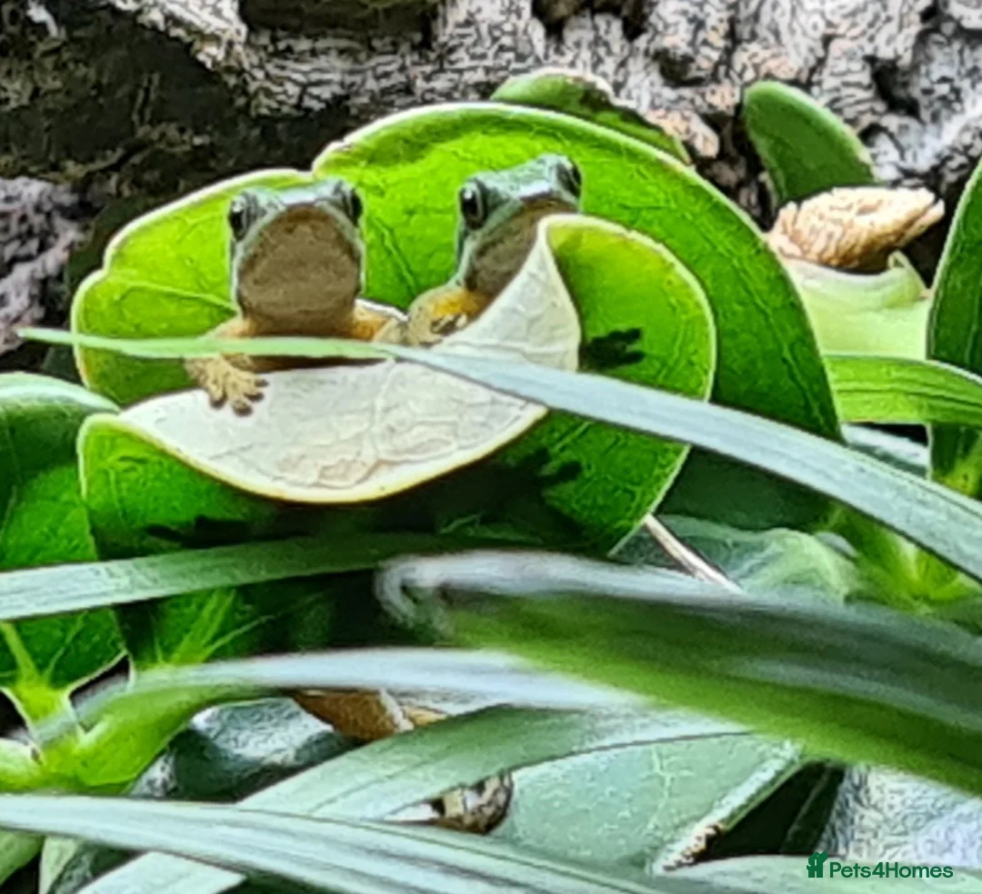 Gecko reptiles for sale: Peacock gecko babies (waiting to hatch) - Advert 3