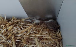 Mouse rodents for sale: Fancy mice , gorgeous colours - Image 5