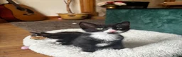 Mixed Breed cats for sale: 4 kittens - 2 male, 2 female  - Advert 20