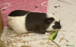 Guinea Pig rodents for sale: 2 male guinea pigs Sonic and Shadow - Advert 3