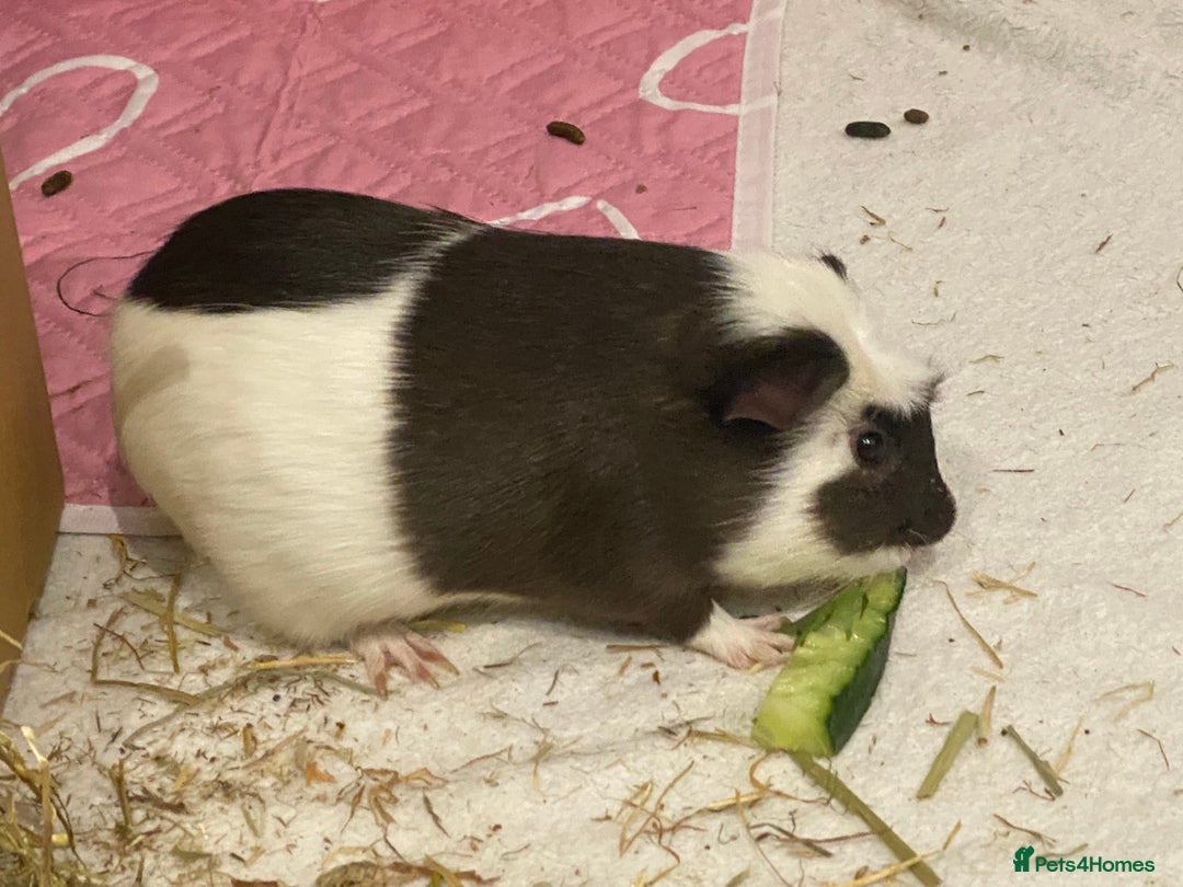 Guinea Pig rodents for sale: 2 male guinea pigs Sonic and Shadow - Advert 3