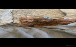 Toy Poodle dogs for sale: Tiny red toy poodle  - Image 4