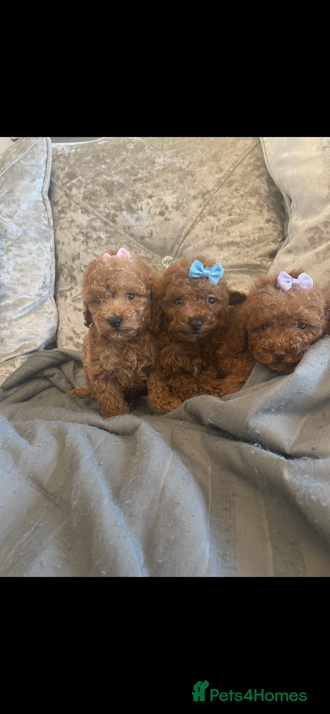 Toy Poodle dogs for sale: Tiny red toy poodle  - Image 4