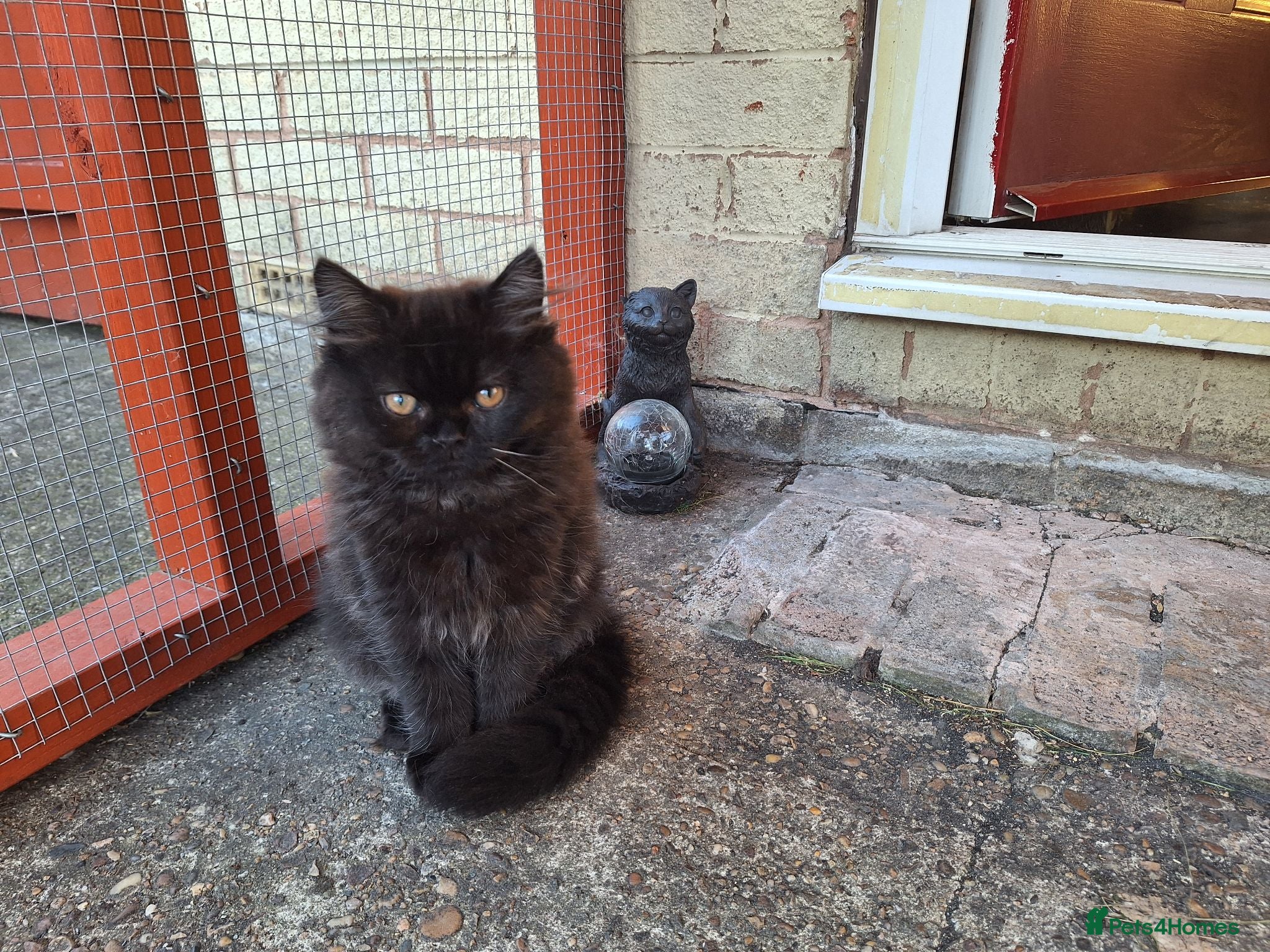 Mixed Breed cats Adorable Female Persian x Ragdoll Kitten ❤️ - Advert 2