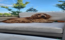 Cocker Spaniel dogs for sale: RESERVE NOW Show Champion Cocker Spaniels - Image 9