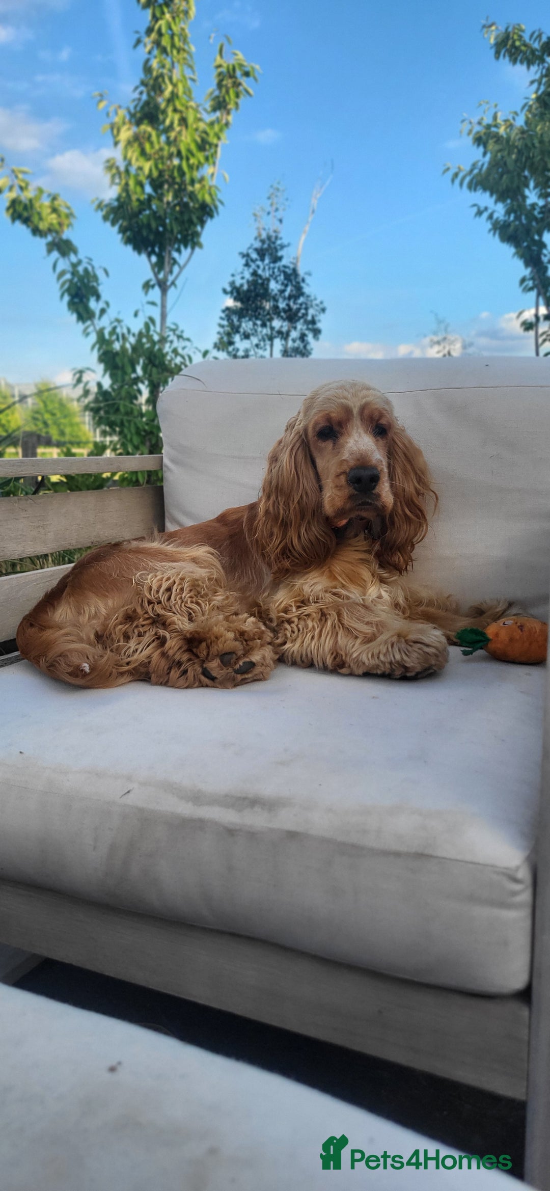 Cocker Spaniel dogs for sale: RESERVE NOW Show Champion Cocker Spaniels - Image 9