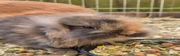 Mini Lion Lop rabbits for sale: 4 male lion lops  - Advert 10