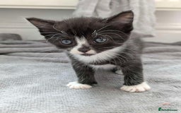 Turkish Van cats for sale: Black and white kittens last boy left  - Image 29