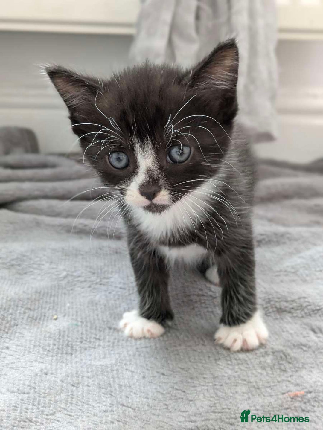 Turkish Van cats for sale: Black and white kittens last boy left  - Image 29