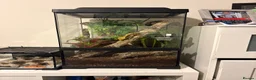 Gecko reptiles for sale: Crested gecko and full bio active tank  - Advert 2