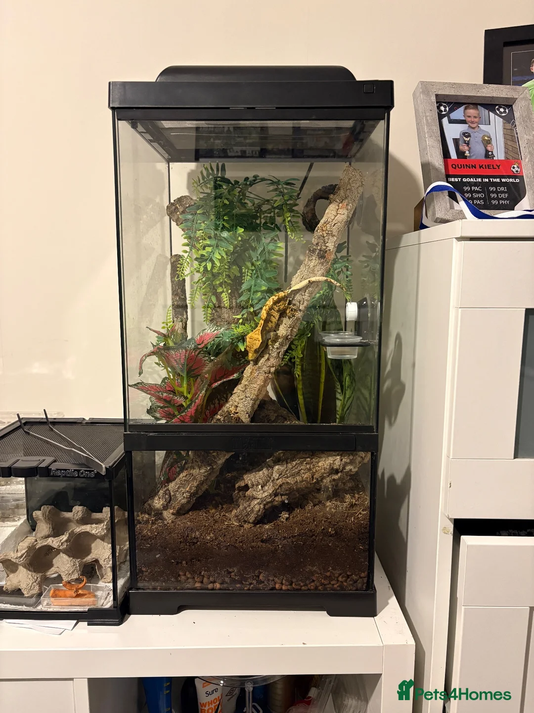 Gecko reptiles for sale: Crested gecko and full bio active tank  - Advert 2