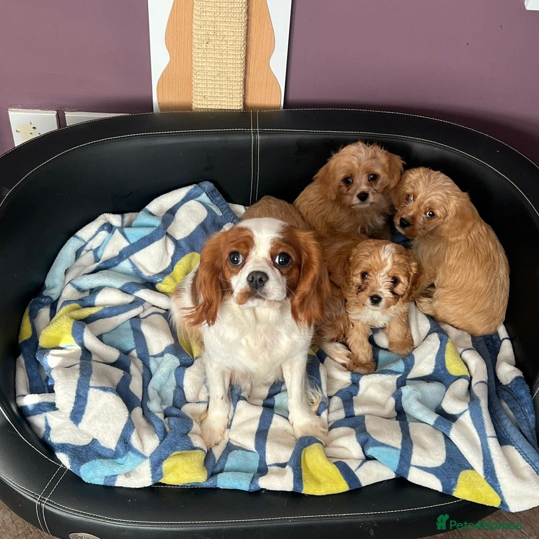 Cavapoo dogs for sale: Beautiful tiny cavapoo pups - Image 5