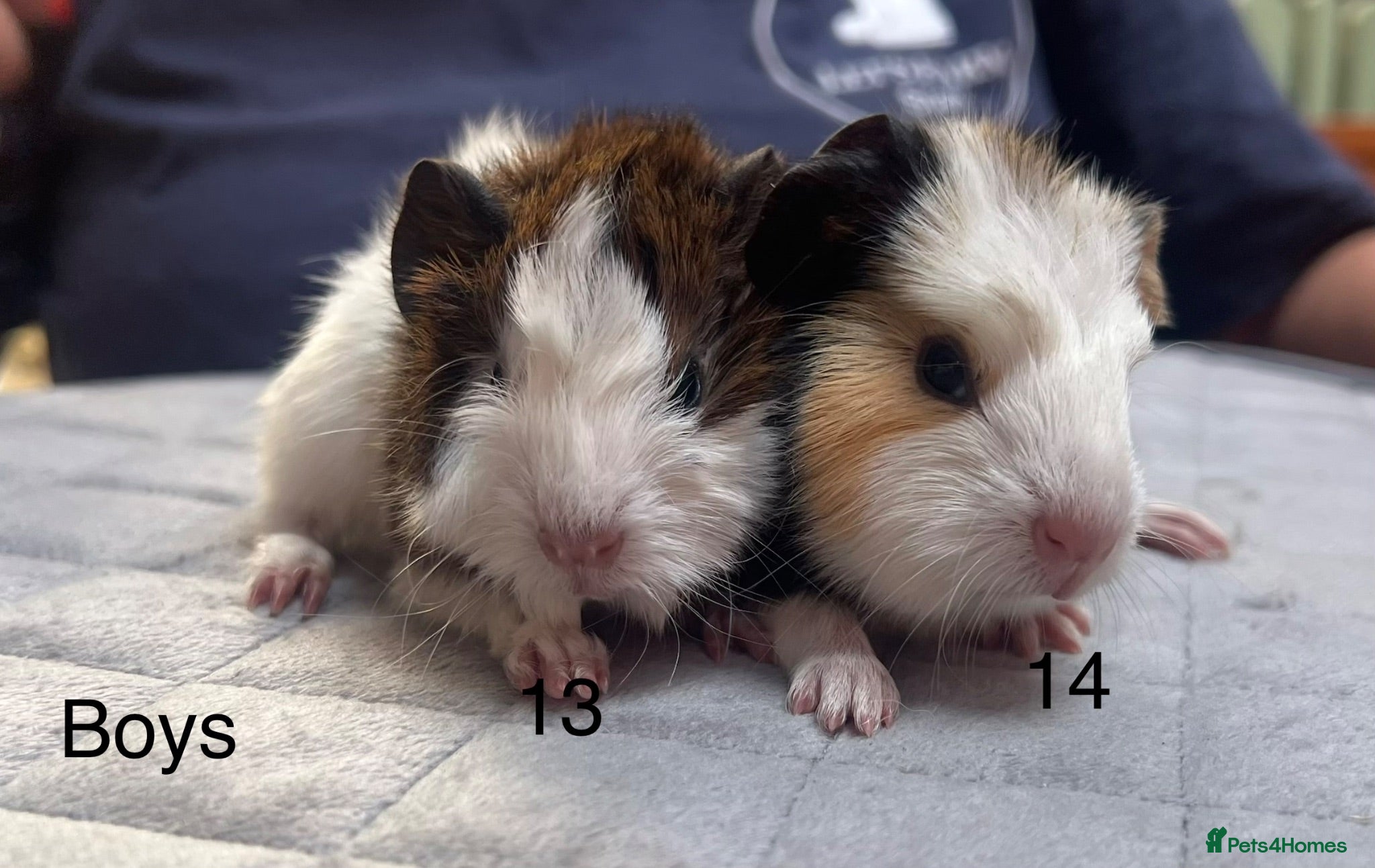 Guinea Pig rodents Lovely baby guinea pigs for sale  - Advert 2