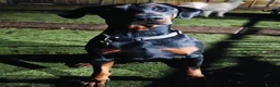 Dobermann dogs for sale: Stunning male dobermann  - Advert 9