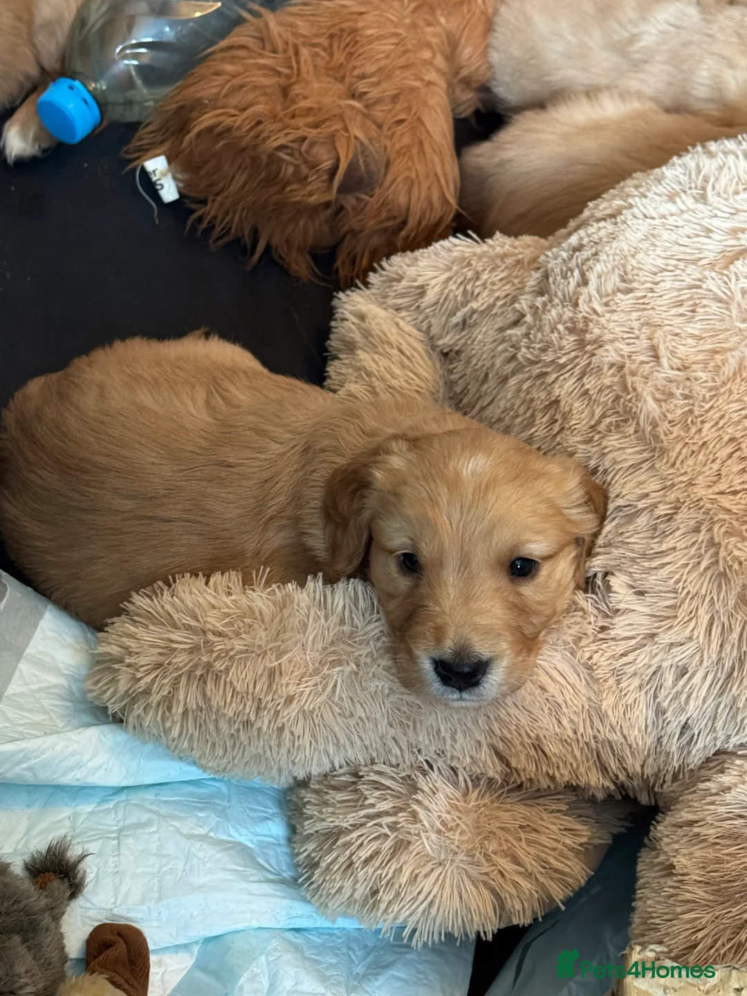 Golden Retriever dogs for sale: Golden Retriever Puppies - Advert 2