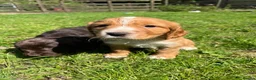 Cocker Spaniel dogs for sale: Outstanding cocker spaniel puppies - Advert 14