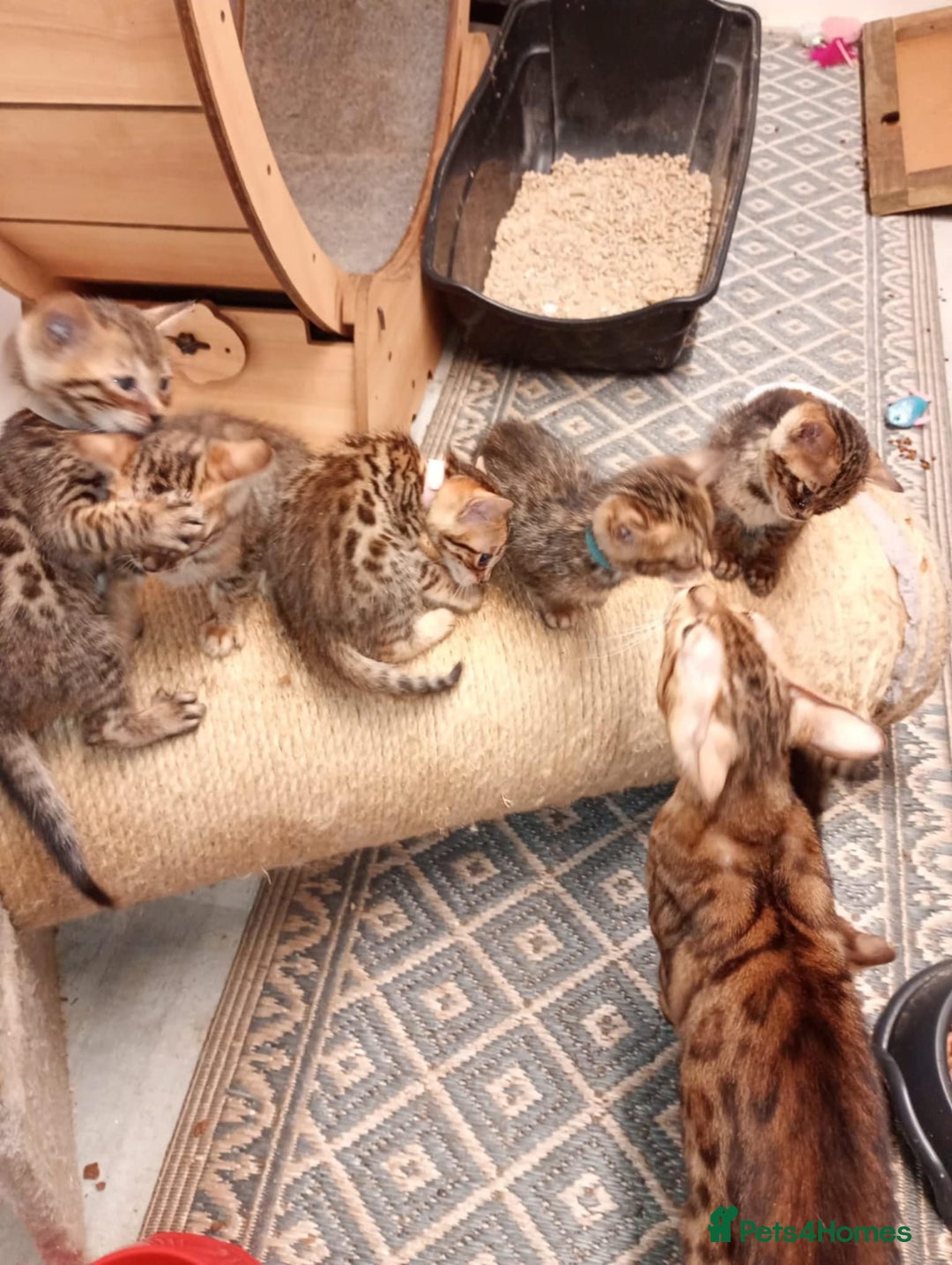 Bengal cats for sale: 6 beautiful bengal kittens ready soon  - Image 2