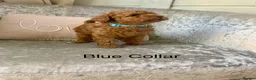 Toy Poodle dogs for sale: 🐩Outstanding Toy Poodle Puppies – Ready to view🐩 - Advert 10