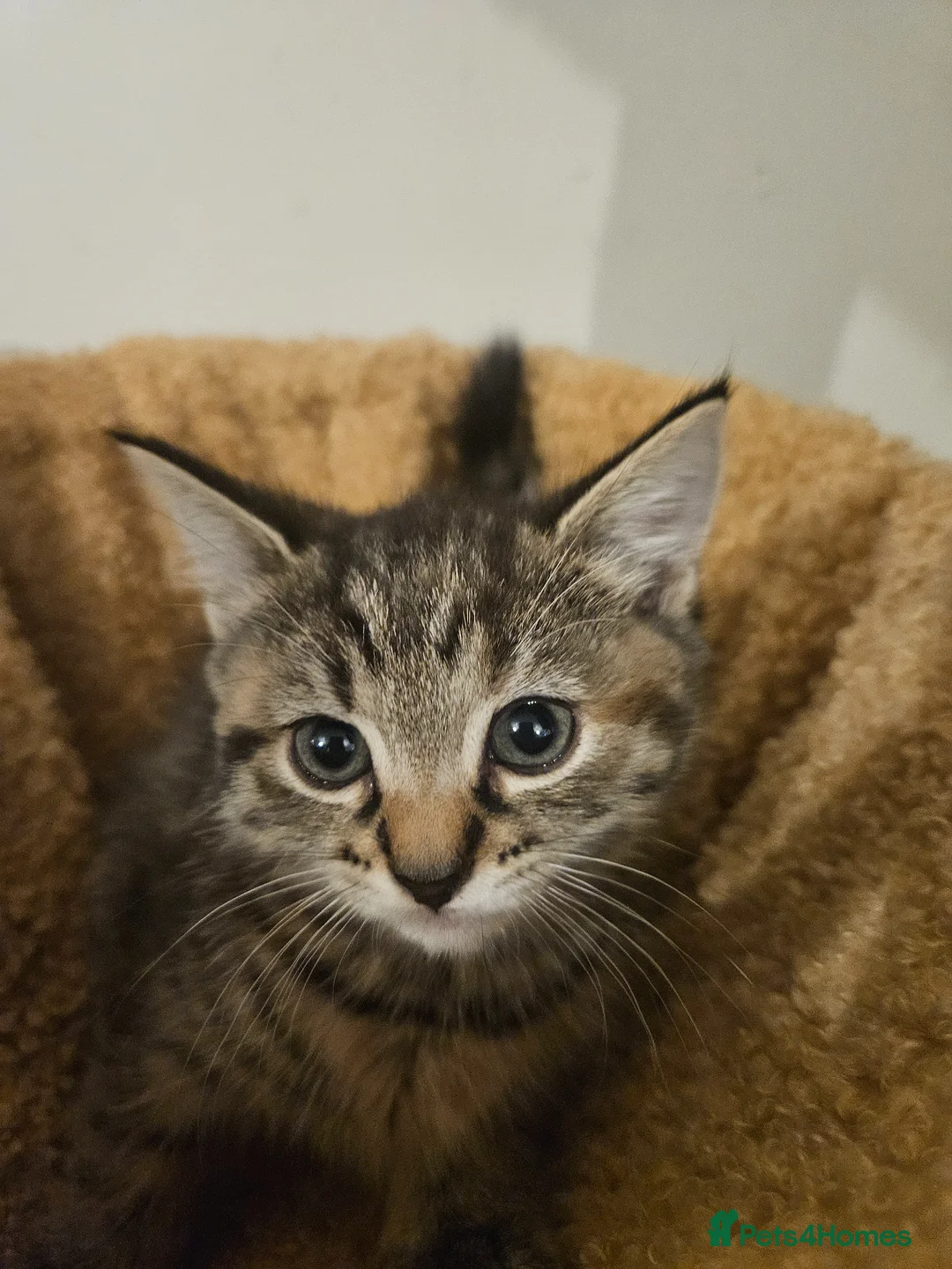 Mixed Breed cats for sale: 6 kittens - Advert 1