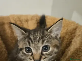 Mixed Breed cats 6 kittens - Advert 1