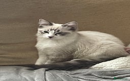 Ragdoll cats for sale: Pedigree Ragdoll kitten - Image 5
