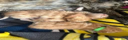 Mixed Breed cats for sale: 3 purrfect ginger girls looking 4 their forever  - Advert 2