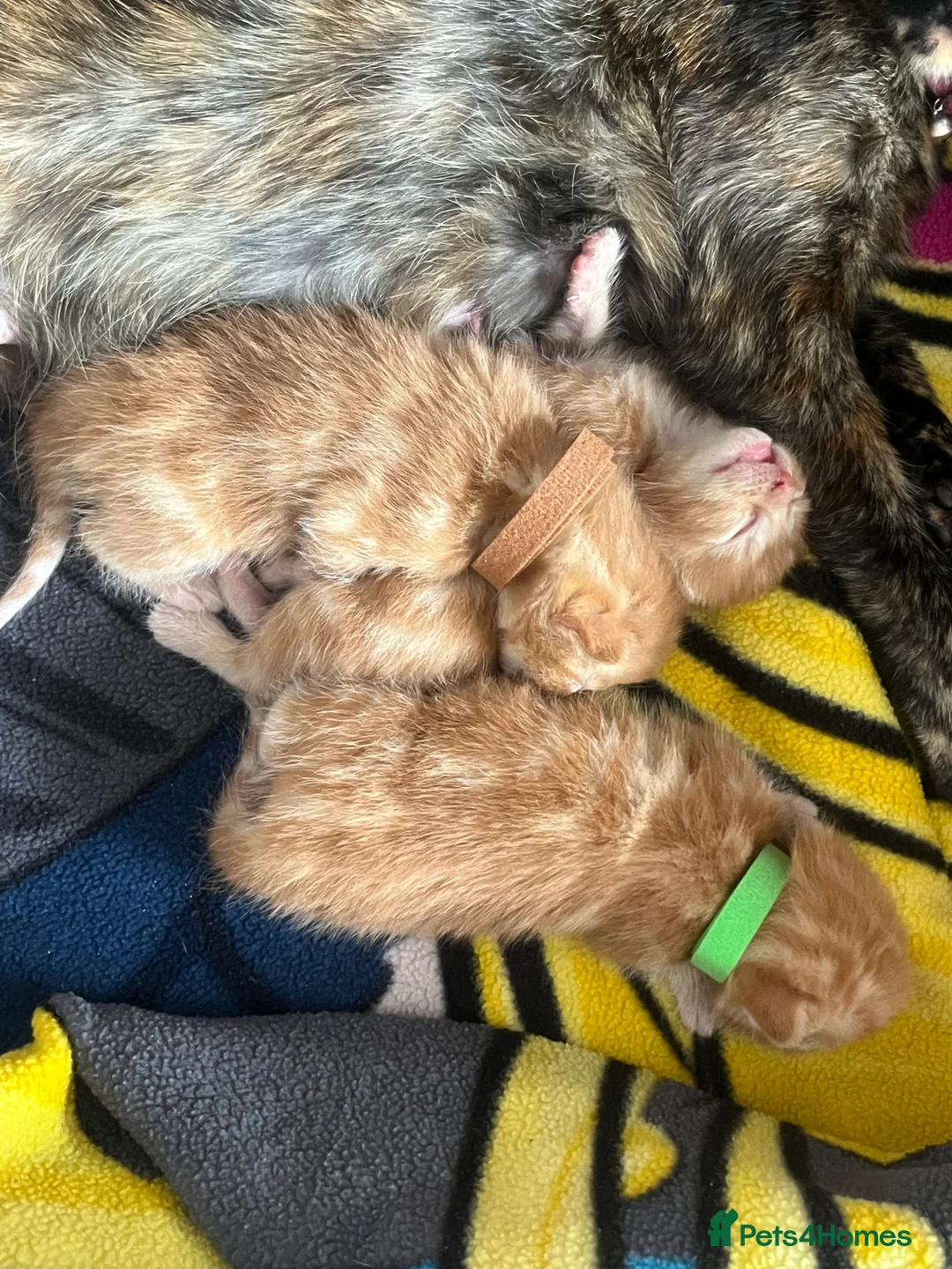 Mixed Breed cats for sale: 3 purrfect ginger girls looking 4 their forever  - Advert 2