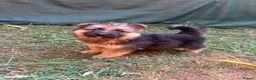 German Shepherd dogs for sale: German Sheppard Puppies in Pulborough - Advert 6