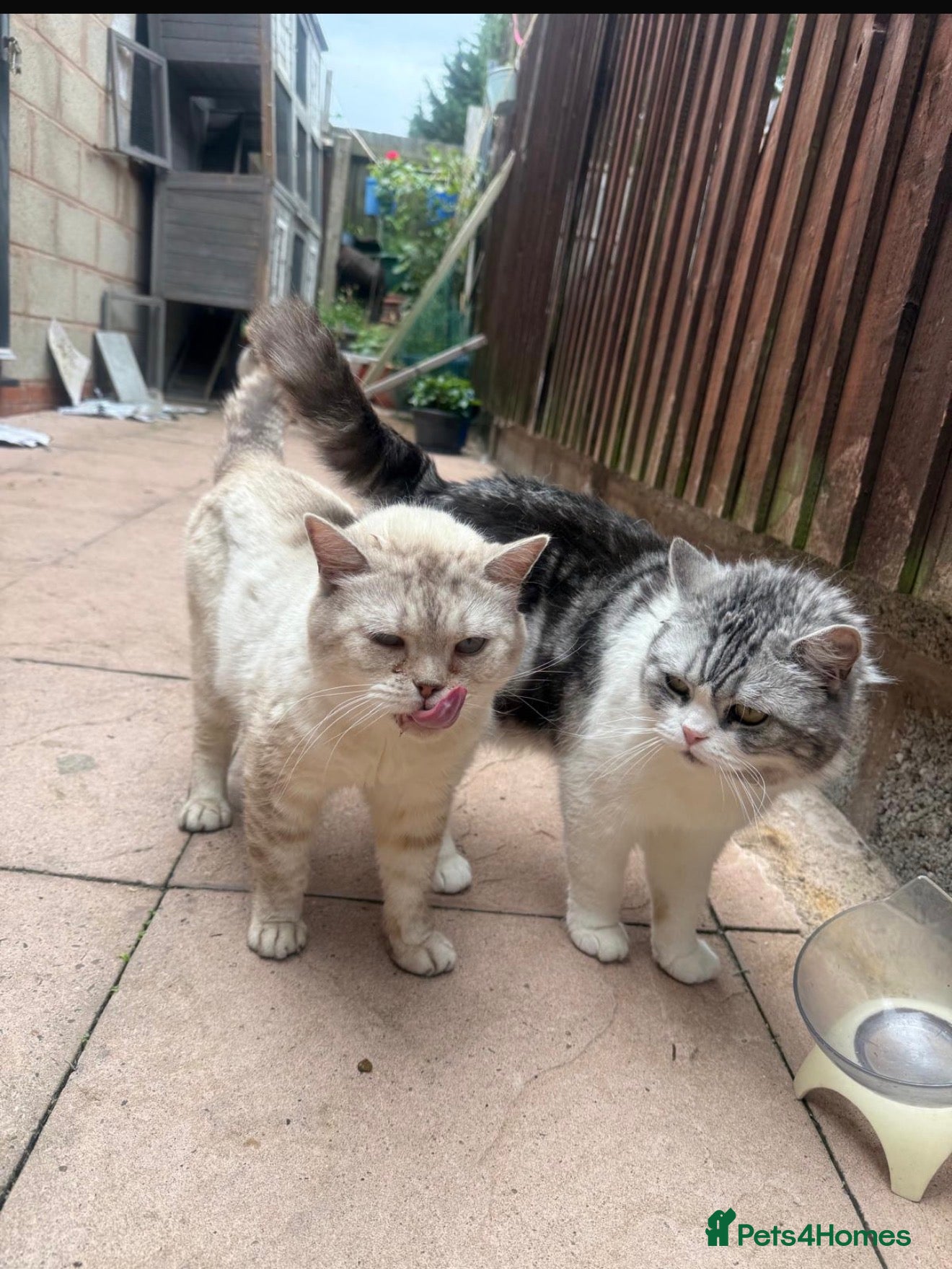 British Shorthair cats Beautiful Pair of British Shorthair Cats - Advert 2