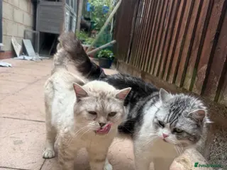 British Shorthair cats Beautiful Pair of British Shorthair Cats - Advert 2