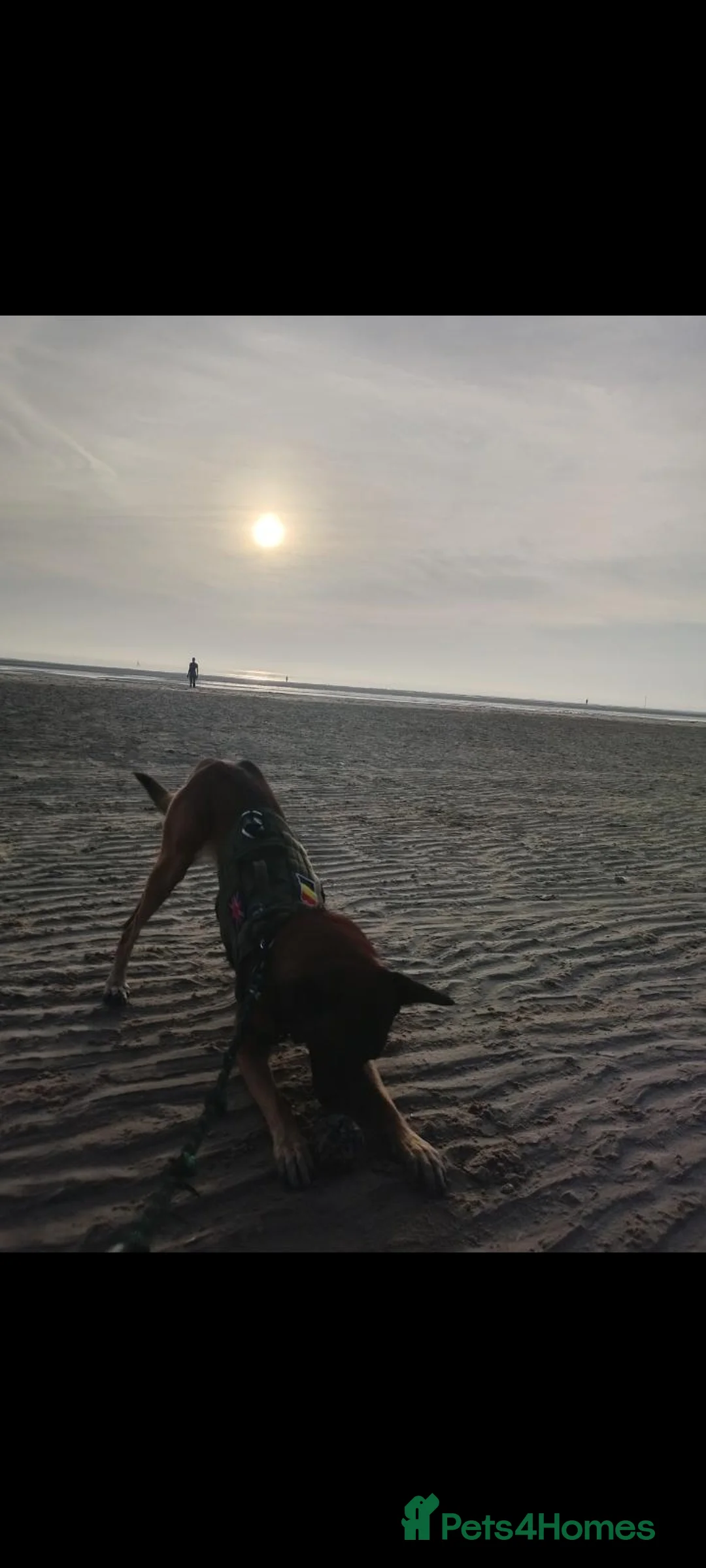 Belgian Shepherd Dog dogs for sale: Bonnie in Liverpool - Advert 4