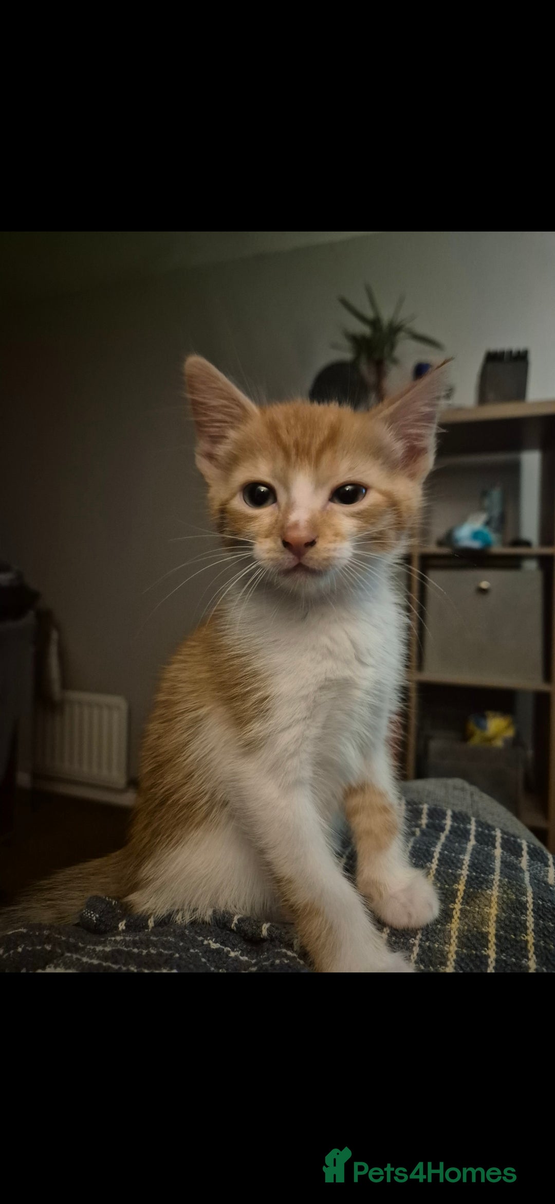 Mixed Breed cats for sale: Half bengal kitten 4 sale  - Image 2