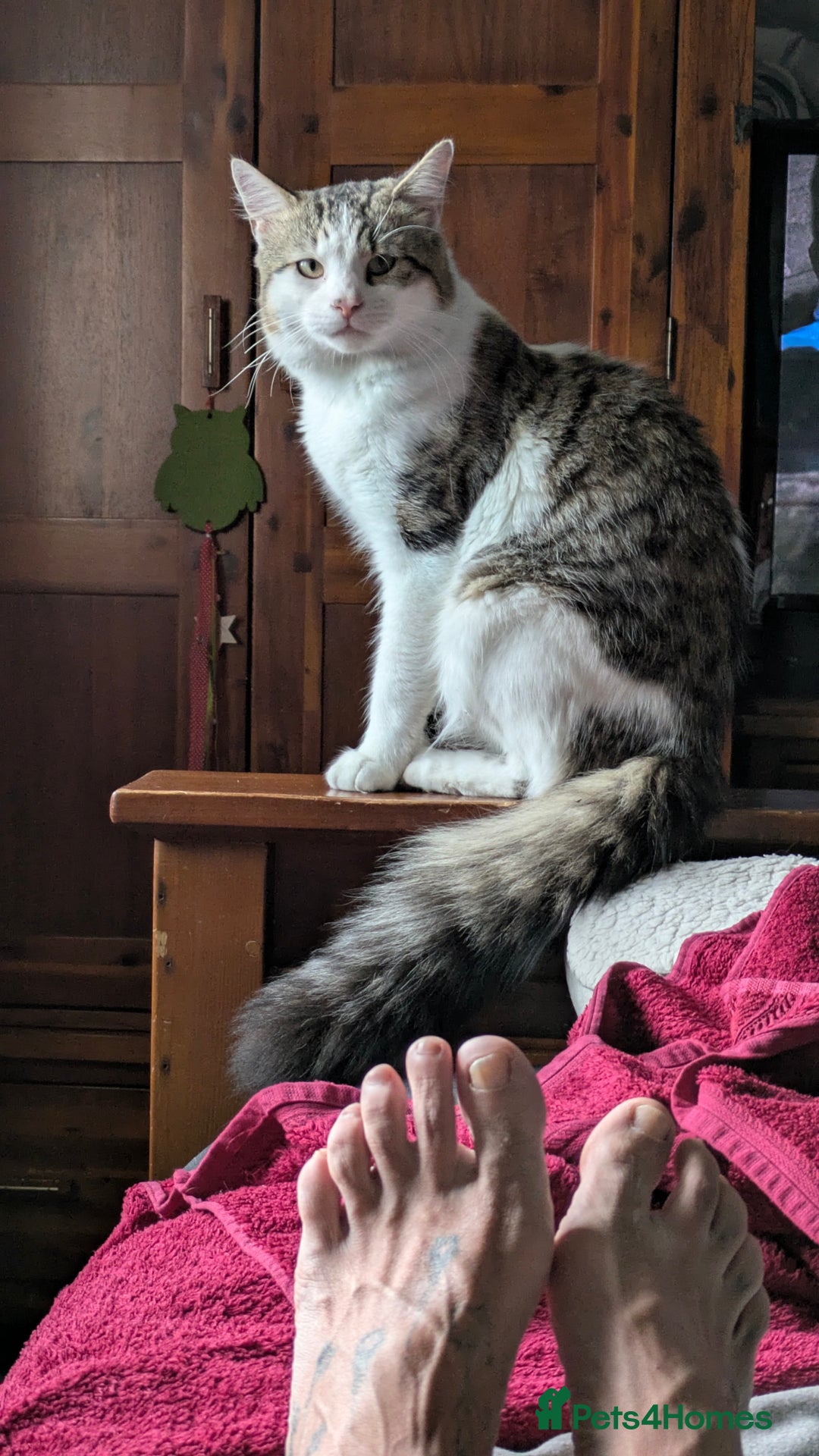 Bengal cats for sale: Male cat - Image 1