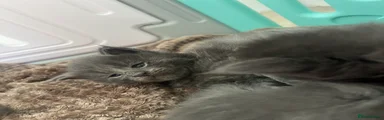 Maine Coon Kitten 8