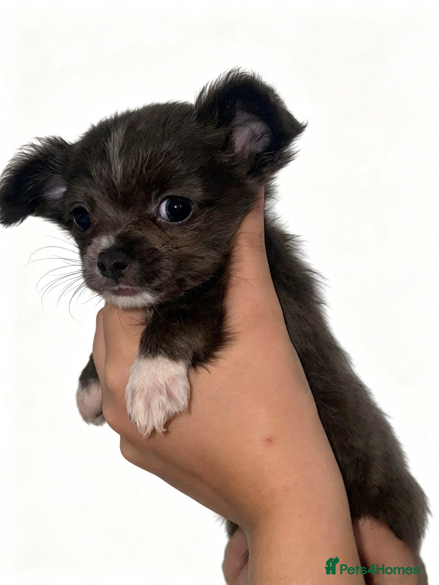 Chihuahua dogs CHIHUAHUA PUPPYS ReadyToLeave - Advert 12