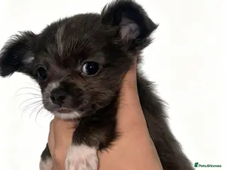 Chihuahua dogs CHIHUAHUA PUPPYS ReadyToLeave - Advert 12