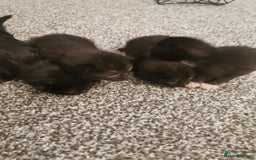 Domestic Shorthair cats for sale: Beautiful black kittens - Image 3