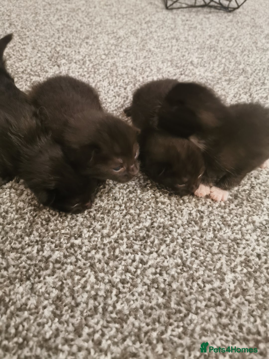 Domestic Shorthair cats for sale: Beautiful black kittens - Image 3