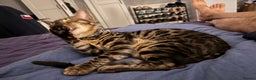 Bengal cats for stud: Stunning Bengal for stud - Advert 18